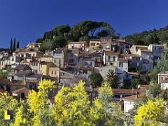 183 D23 BORMES LES MIMOSAS 1_000037